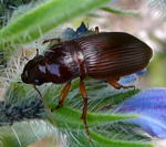 Prchtiger Kanallufer Amara cf. aulica kl.