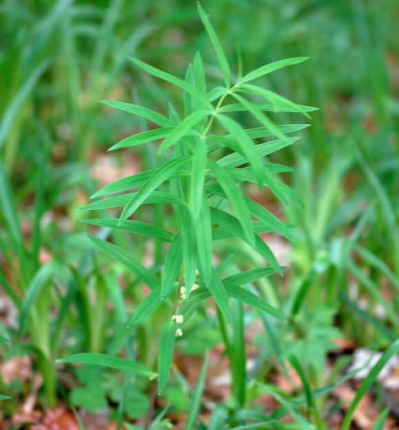 Quirlblttrige Weiwurz (Polygonatum verticillatum) Juni 09 Hoher Vogelsberg... 202