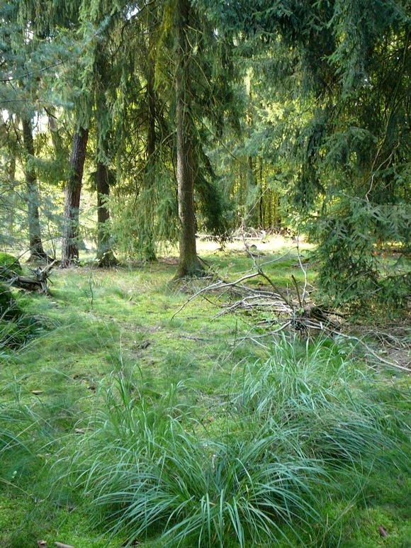 Rohr-Pfeifengras (Molinia cf. arundinacea) Sept 2010 Glockenbuckel und Falschparker MA 004