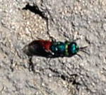 Rosa Goldwespe Hedychridium roseum kl.