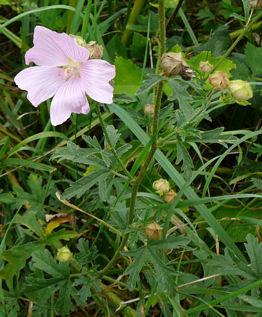 Rosen-Malve Malva alcea August 2008 Aktionstag ICE in Lorsch & Wildblumen Huett-Lorsch 097