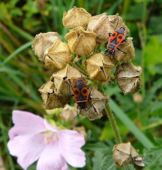 Rosen-Malve Malva alcea August 2008 Aktionstag ICE in Lorsch & Wildblumen Huett-Lorsch 098a