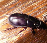 Rotfiger Dungkfer Aphodius rufipes kl.