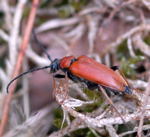 Rothalsbock Stictoleptura rubra (Weibchen) kl.
