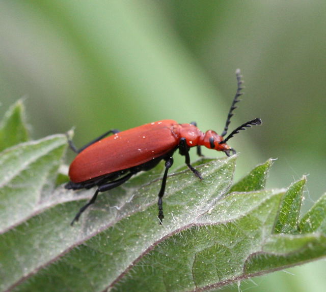 Rotköpfiger Feuerkäfer (Pyrochroa serraticornis) -zw.HüttenfeldundLorsch-kleinerWassergraben-2-N Rotköpfiger Feuerkäfer (Pyrochroa serraticornis) -zw.HüttenfeldundLorsch-kleinerWassergraben-2-N