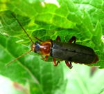 Rotschwarzer Weichkfer Cantharis pellucida kl.