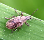 Rsselkfer Phyllobius cf pyri- kl.