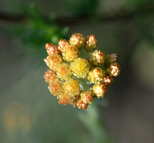 Sand-Strohblume Helichrymus arenarium Juli 09 Biotop Rote Erde Lorsch NIKON 012