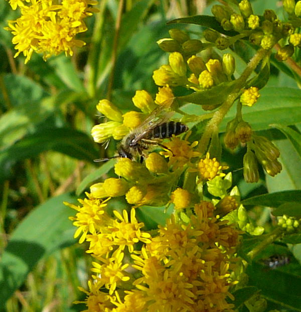 Sandbiene Andrena  cf. denticulata Juli 09 Httenfeld 067