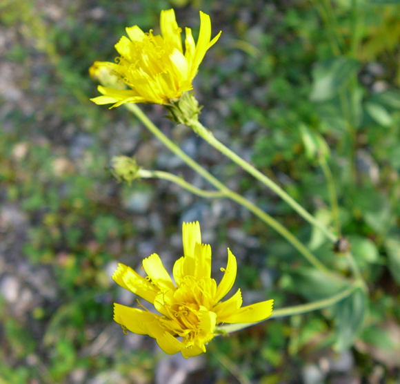 Savoyer Habichtskraut (Hieracium sabaudum agg.) Sept 2010 Viernheimer Glockenbuckel Blumen 059