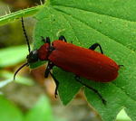 Scharlachroter Feuerkfer kl.