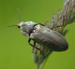 Schnellkfer Ctenicera spec. Weibchen kl.