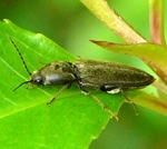 Schnellkfer Dicronychus cf. cinereus kl.