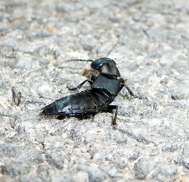 Schwarzer Moderkfer sein - Ocypus spec -Aug 2009 Gartenparty und Vaesteras Schweden 029