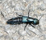 Schwarzer Moderkfer sein - Ocypus spec -kl.