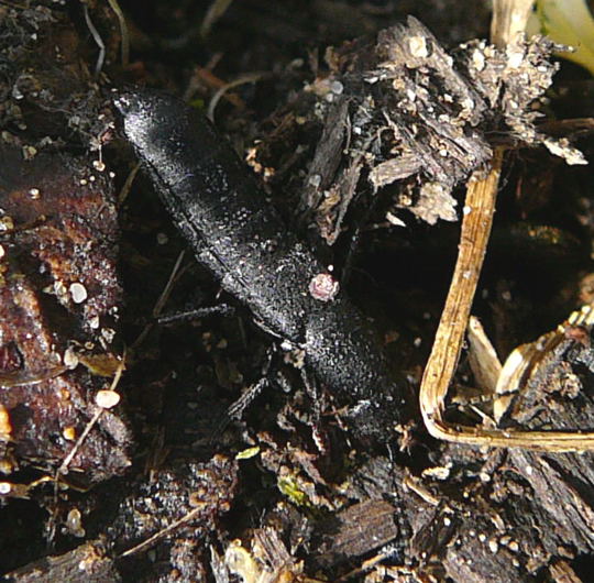 Schwarzer Moderkurzflügler (Ocypus olens) April 09 Froschleich u. Insekten Hütt 051a Schwarzer Moderkurzflügler (Ocypus olens) April 09 Froschleich u. Insekten Hütt 051a