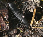 Schwarzer Moderkurzflgler kl.