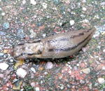 Schwarzer Schnegel kl.