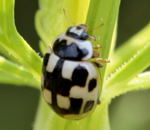 Schwarzgefleckter Marienkfer-Propylea quatuordecimpunctata kl.