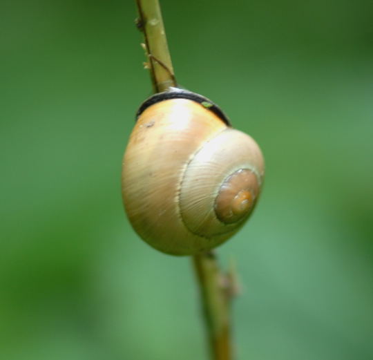 Schwarzmndige Bnderschnecke Mai 2008 Naturschutzgebiet LA Biedensand 069