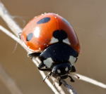 Siebenpunkt-Marienkfer 1 kl.