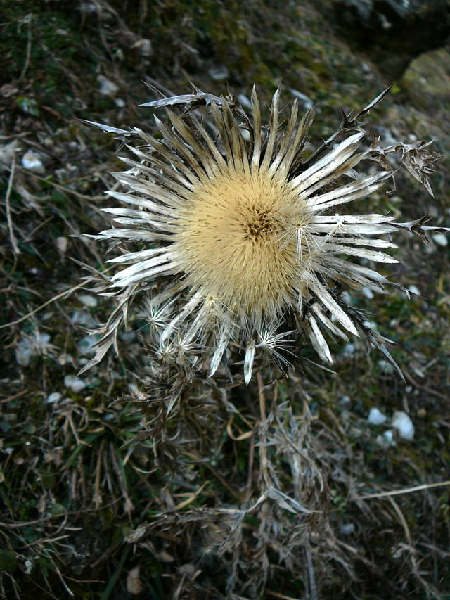 Silberdistel (Carlina acaulis Februar 2011 Bombardier-Reise Wildhaus Schweiz 128