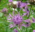 Skabiosen-Flockenblume kl.