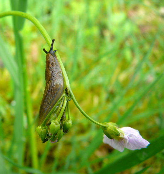 Spanische Wegschnecke 1.Mai 2008 Hungen u. Ober-Ohmen 014