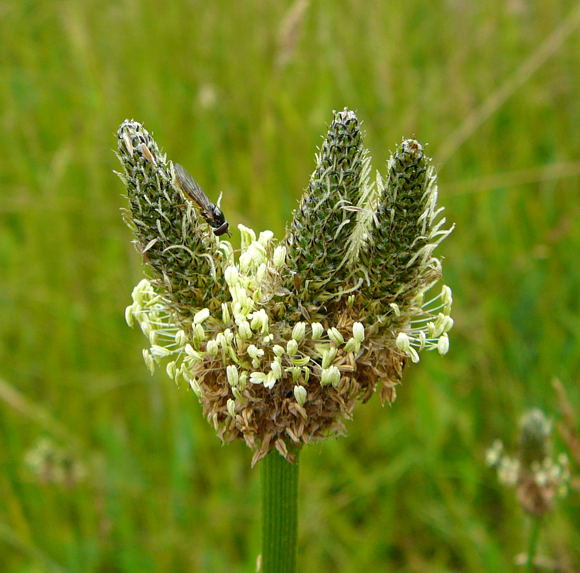 Spitzwegerich Juni 2010 