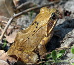 Springfrosch kl.