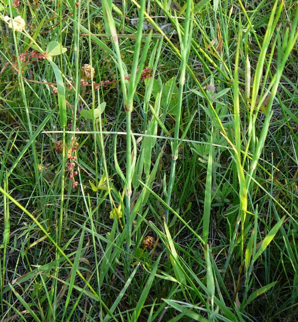 Sprossende Felsennelke Juni 2010 Viernheimer Heide 065
