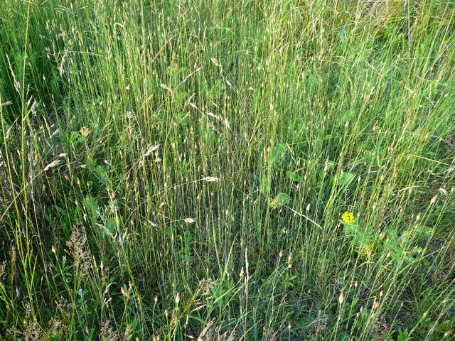 Sprossende Felsennelke Juni 2010 Viernheimer Heide 066