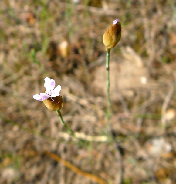 Sprossende Felsennelke Juni 2010 Viernheimer Heide NSG Glockenbuckel 054