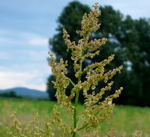 Straubltiger Sauerampfer kl.