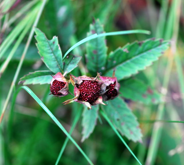 Sumpf-Blutauge  Potentilla palustris Urlaub 2009 Nikon Schwarzes Moor u.Hohe Rhn 064