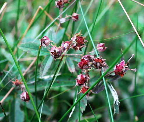 Sumpf-Blutauge  Potentilla palustris Urlaub 2009 Nikon Schwarzes Moor u.Hohe Rhn 065a