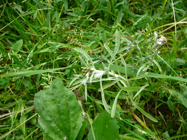 Sumpf-Ruhrkraut (Gnaphalium uliginosum Urlaub 2009 bad neustadt u. schiefergebirge thringen 136