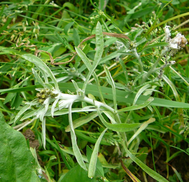 Sumpf-Ruhrkraut (Gnaphalium uliginosum Urlaub 2009 bad neustadt u. schiefergebirge thringen 136a