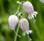 Taubenkropf-Leimkraut kl.