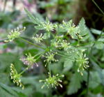 Taumel-Klberkropf kl.