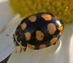 Trockenrasen-Marienkfer (Coccinula quatuordecimpustulata) kl.