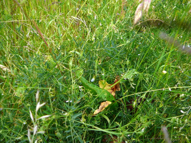 Viersamige Wicke (Vicia tetrasperma Mai 2011 Httenfeld Graben a. Sportpl. Insekten 040