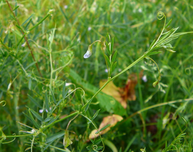 Viersamige Wicke (Vicia tetrasperma Mai 2011 Httenfeld Graben a. Sportpl. Insekten 041