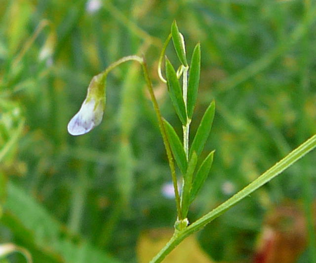 Viersamige Wicke (Vicia tetrasperma Mai 2011 Httenfeld Graben a. Sportpl. Insekten 041a