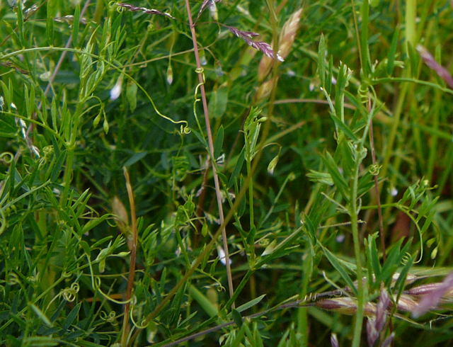 Viersamige Wicke (Vicia tetrasperma Mai 2011 Httenfeld Graben a. Sportpl. Insekten 043