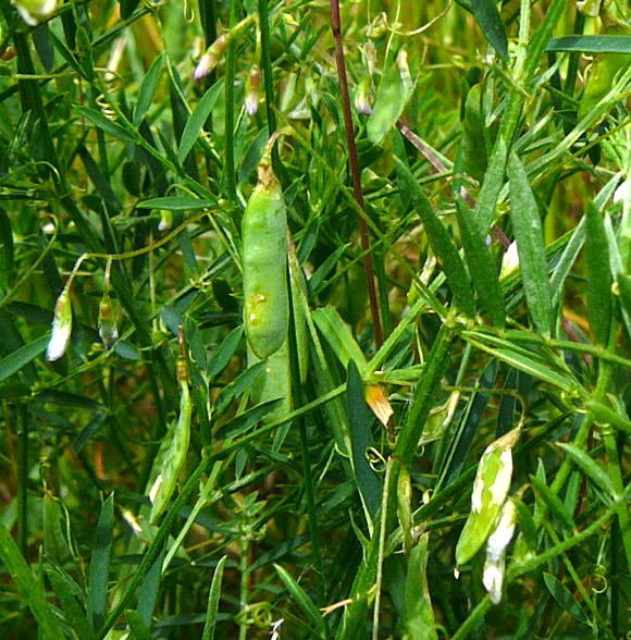 Viersamige Wicke (Vicia tetrasperma Mai 2011 Httenfeld Graben a. Sportpl. Insekten 047