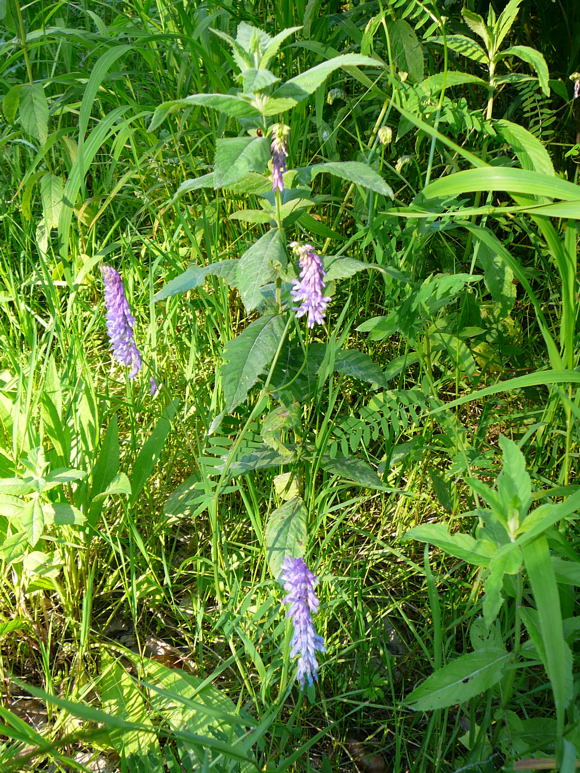 Vogel-Wicke Vicia cracca Juni 2010 Viernheimer Heide 068