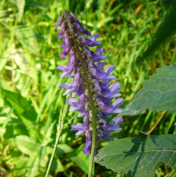 Vogel-Wicke Vicia cracca Juni 2010 Viernheimer Heide 071