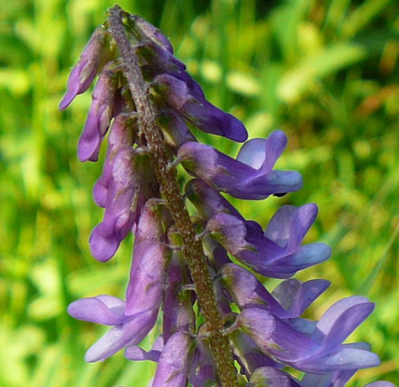 Vogel-Wicke Vicia cracca Juni 2010 Viernheimer Heide 071a