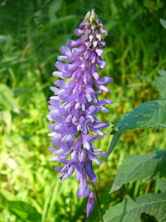Vogel-Wicke Vicia cracca Juni 2010 Viernheimer Heide 072
